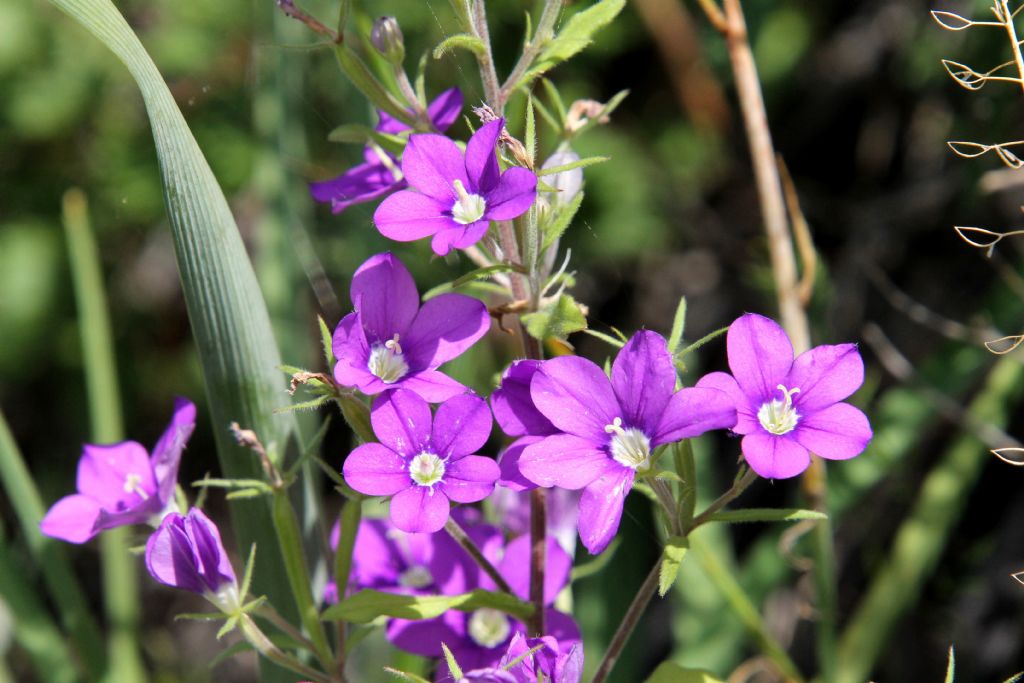 Legousia speculum-veneris